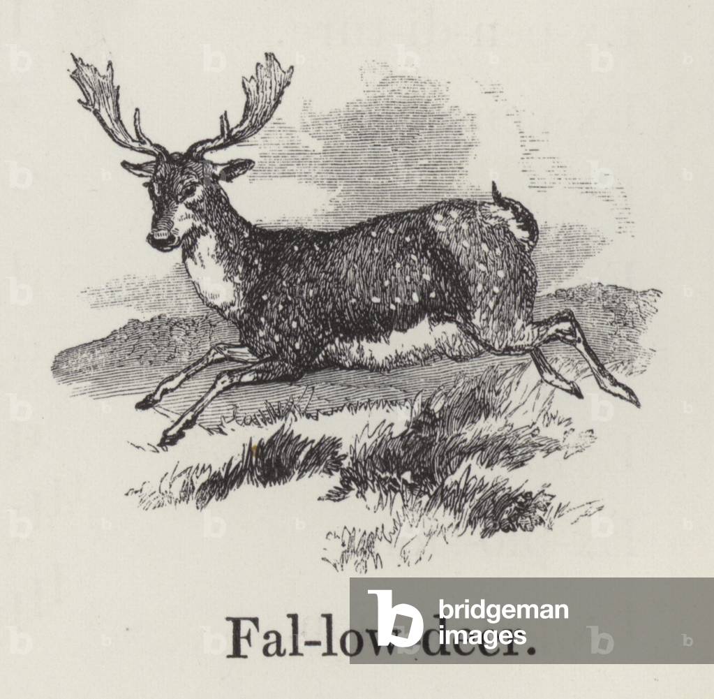 Fallow deer (engraving)