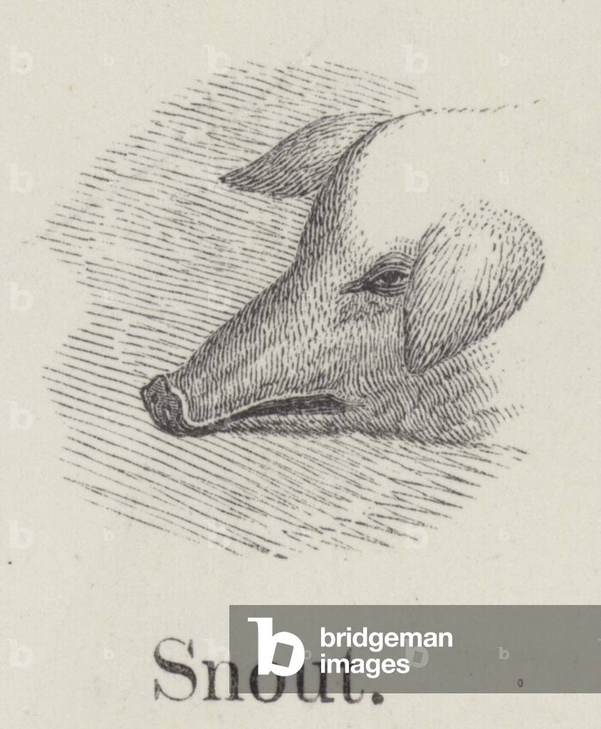 Snout (engraving)
