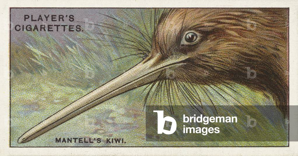 Curious beaks, Mantell's Kiwi, Apteryx mantelli (chromolitho)