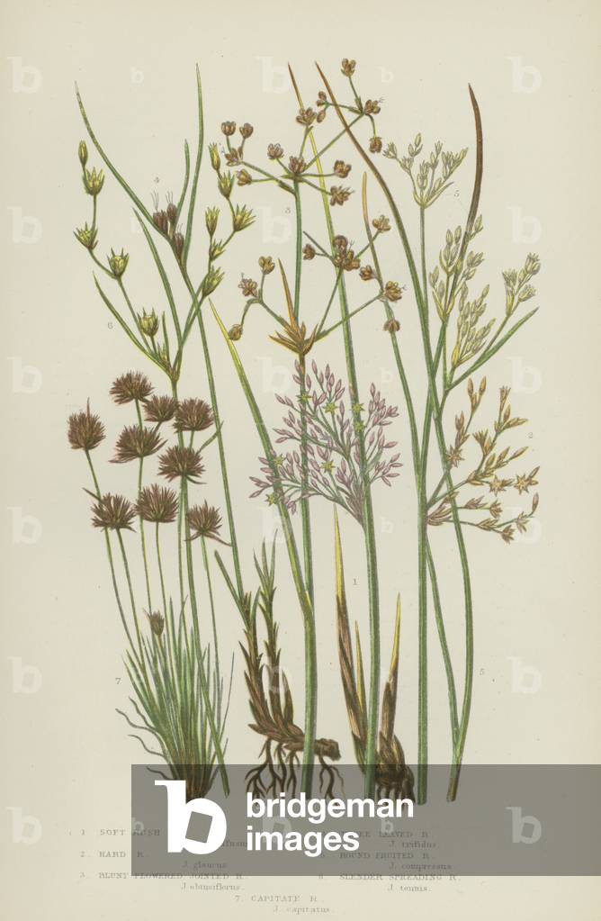 Soft Rush, Hard Rush, Blunt Flowered Jointed Rush, Three Leaved Rush, Round Fruited Rush  (colour litho)