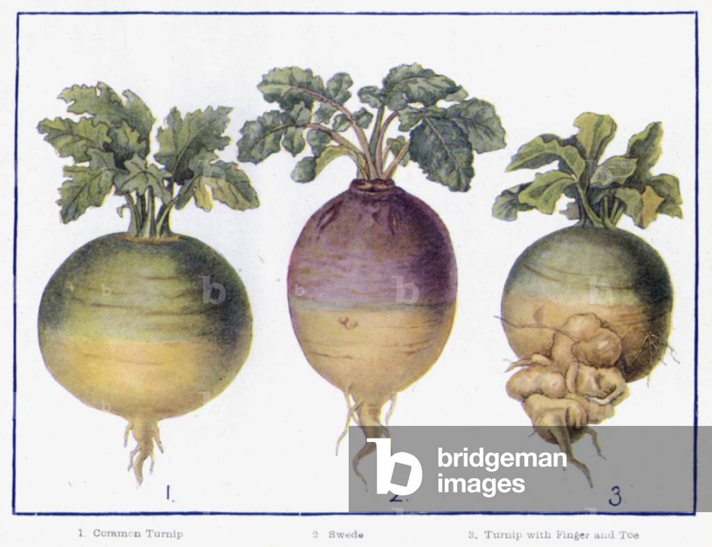 Chief Varieties of Green-Crop (colour litho)