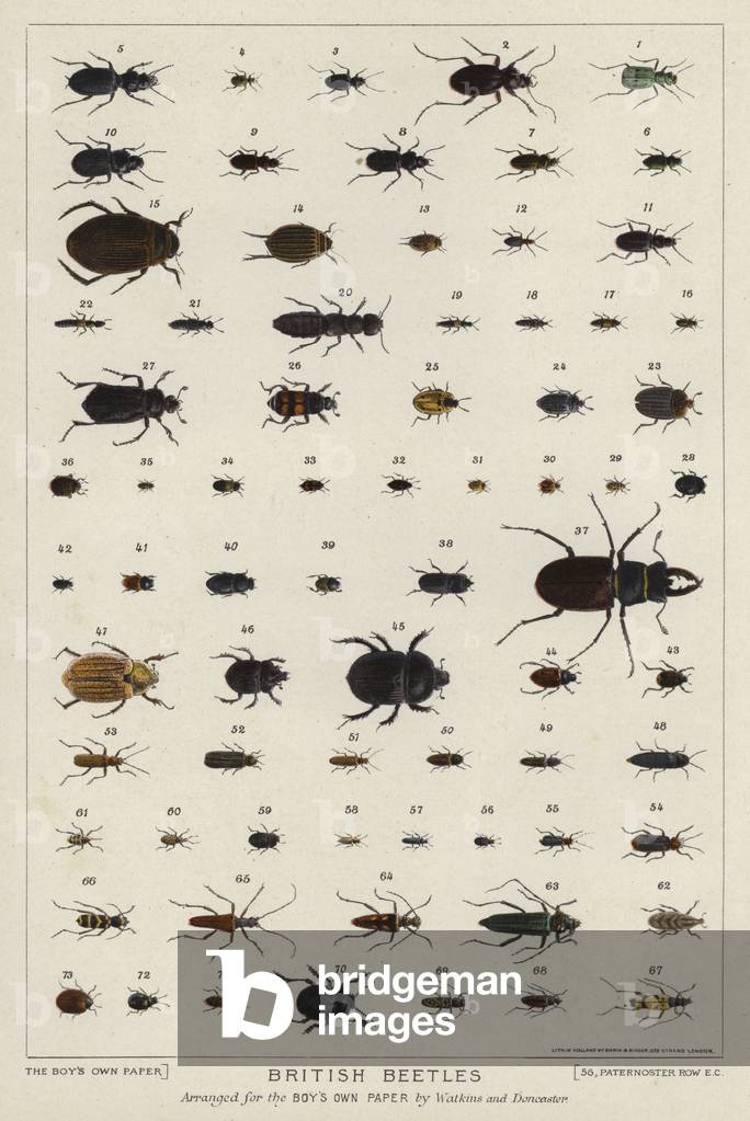 British beetles (colour litho)