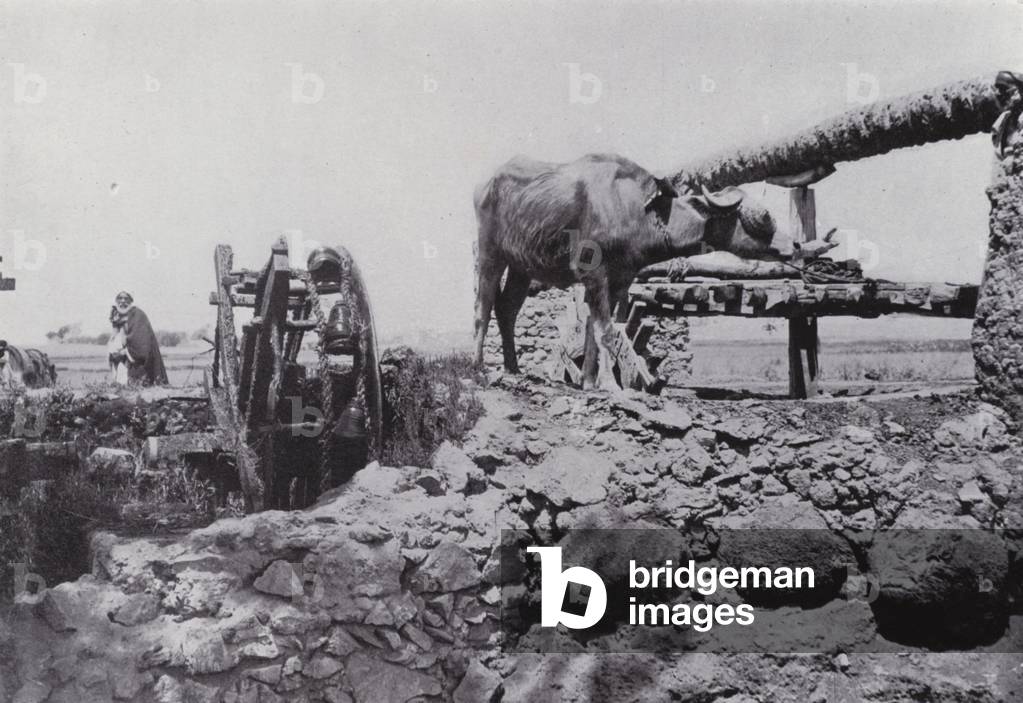 Egypt: Water-Wheel worked by Buffalo (b/w photo)