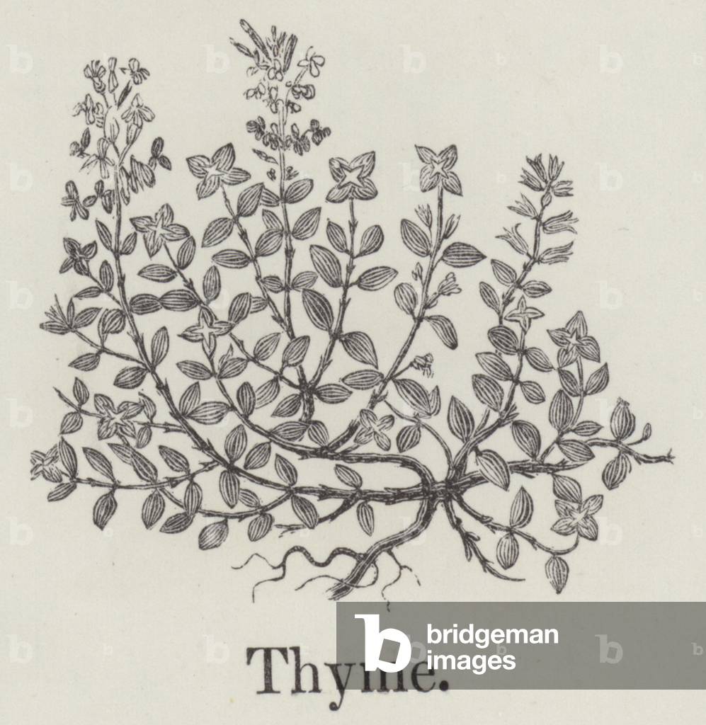Thyme (engraving)