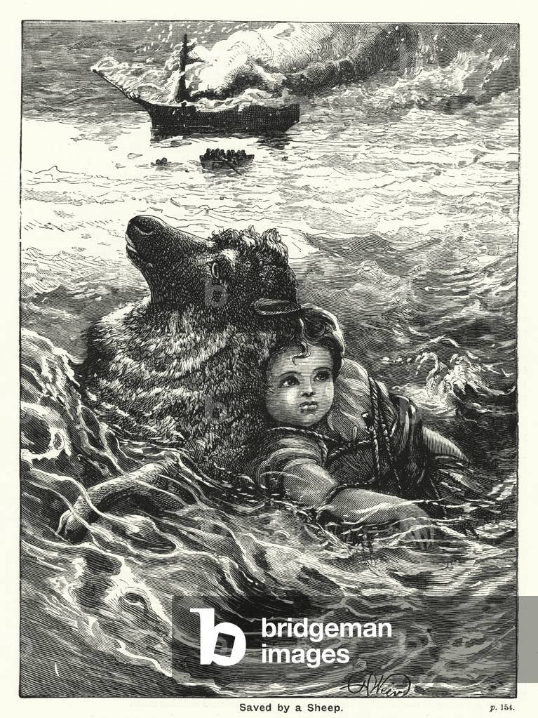 Saved by a Sheep (engraving)