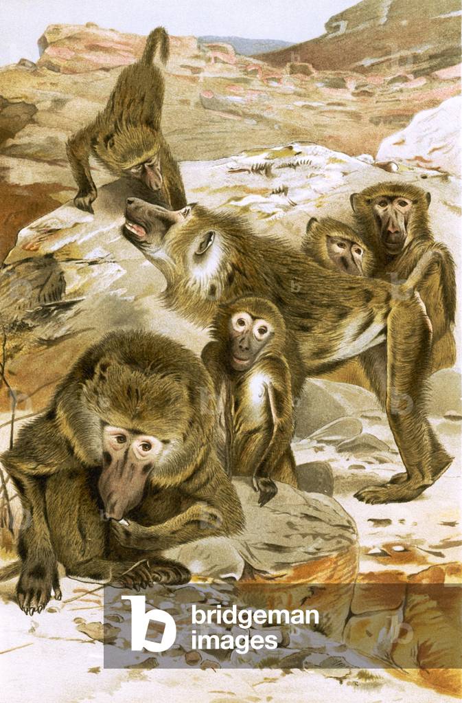 Baboons