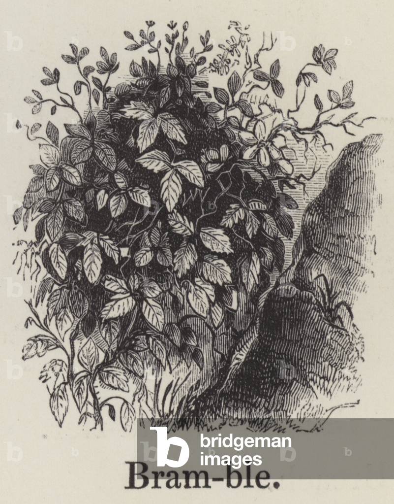 Bramble (engraving)