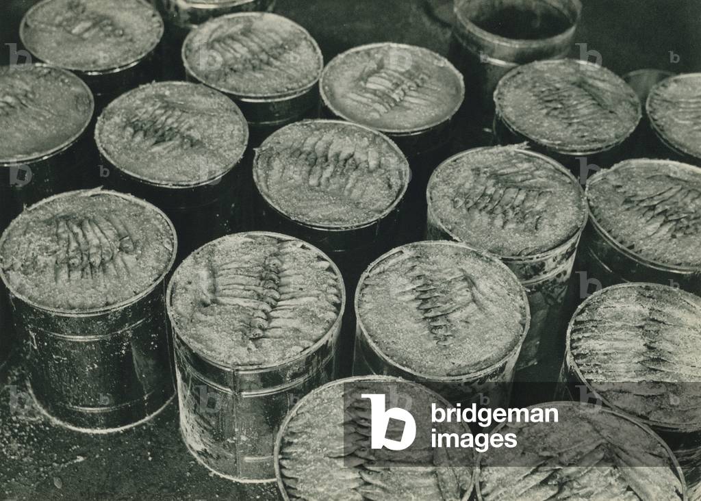 Turkey: Erdek Sardalyasi, Sardines from Erdek (b/w photo)