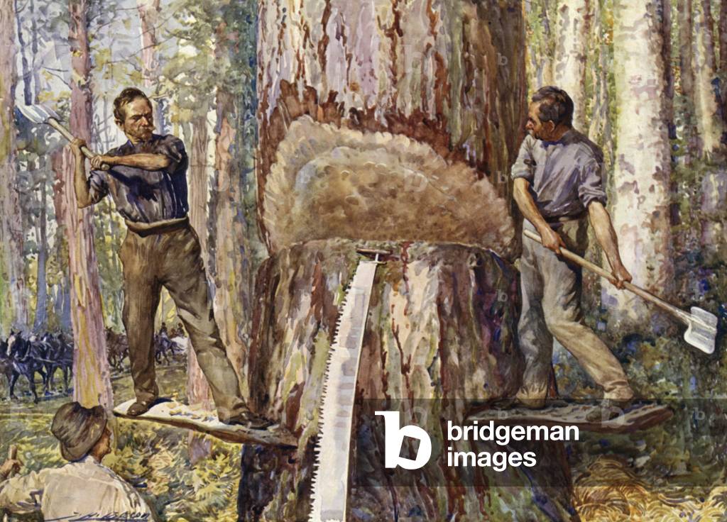 Lumbermen cutting timber (colour litho)