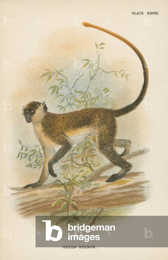 Green Guenon (colour litho)