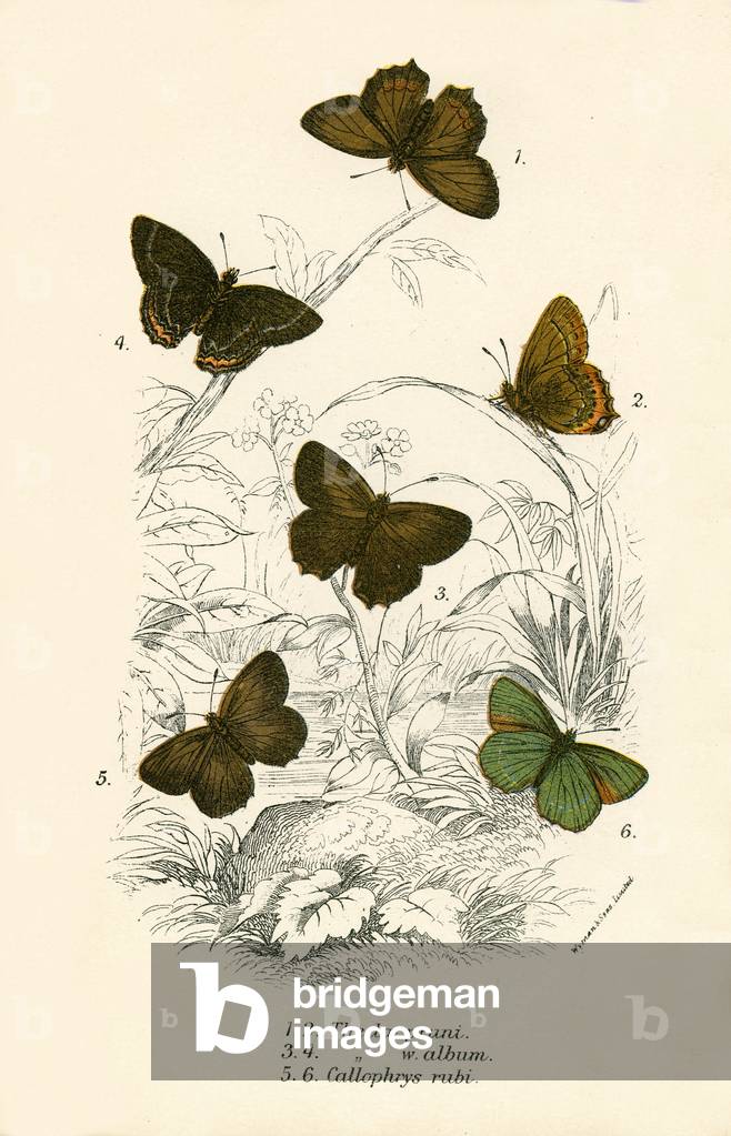 Butterflies