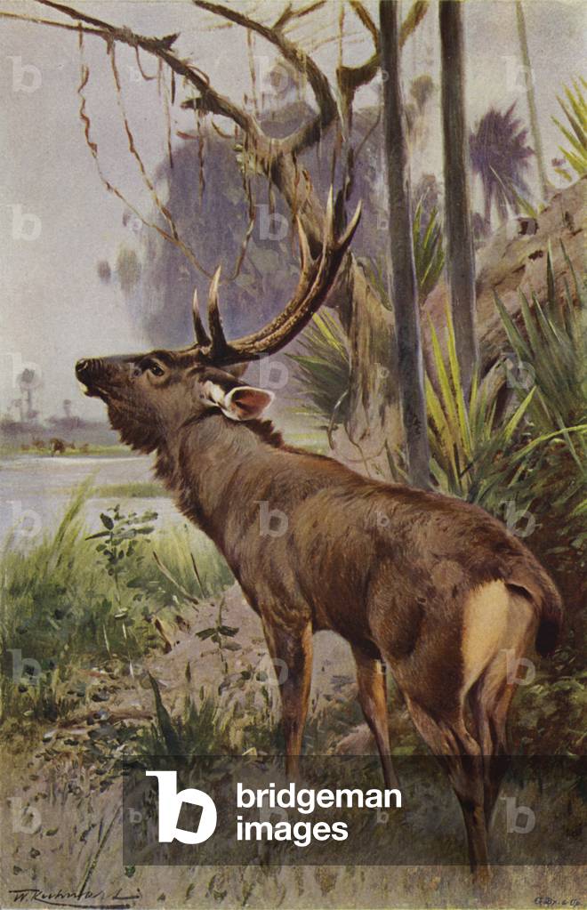 Sambar (colour litho)