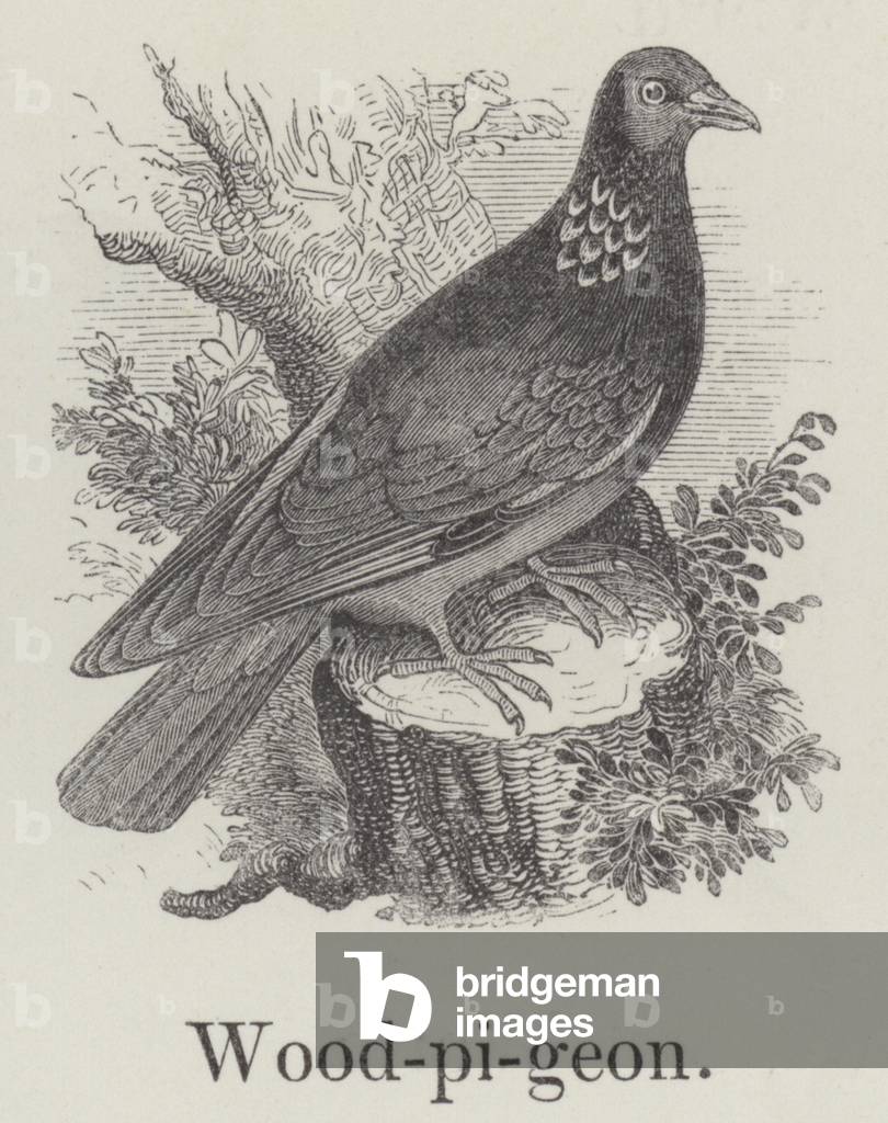 Wood pigeon (engraving)
