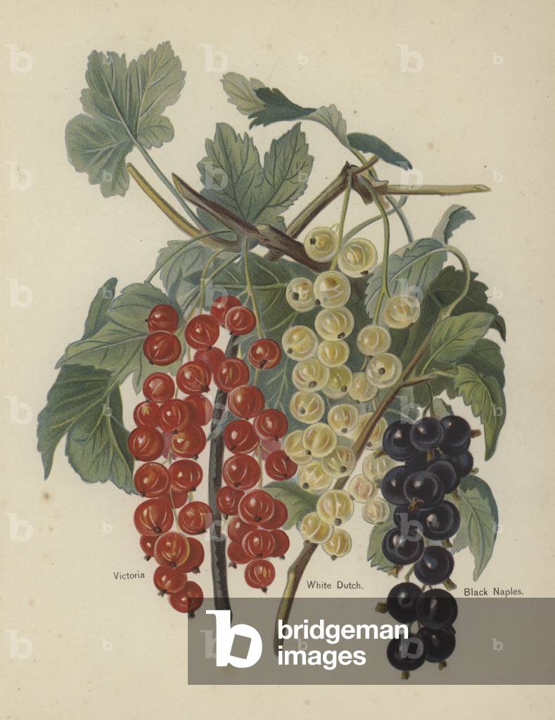 Victoria, White Dutch, Black Naples (chromolitho)