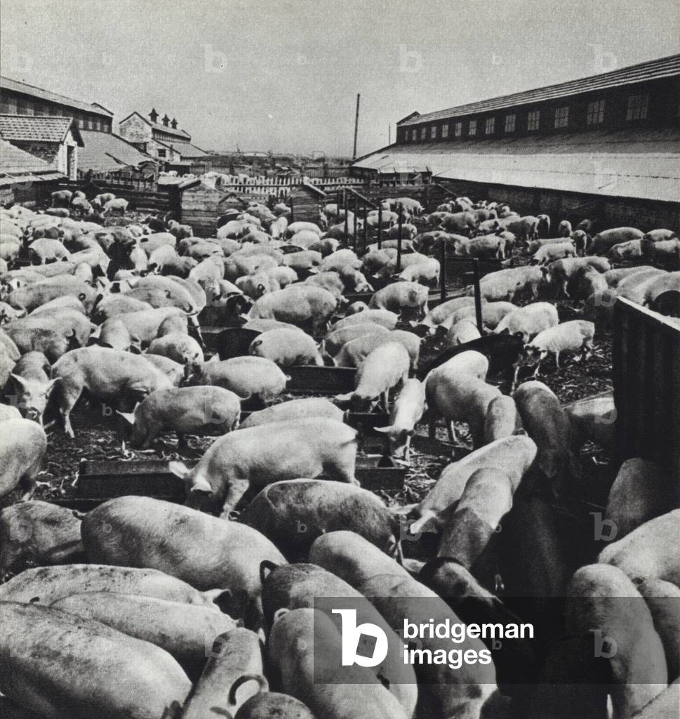 USSR circa 1960: The piggery at one of the state farms of the Stavropol Territory in Northern Caucasus (b/w photo)
