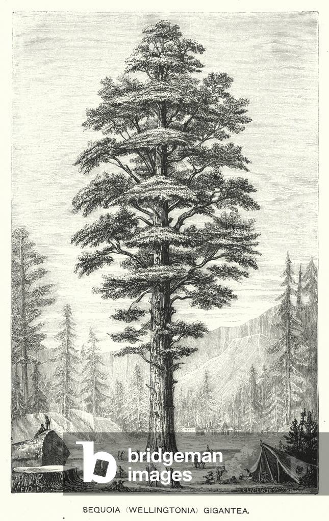 Sequoia (Wellingtonia) Gigantea (engraving)