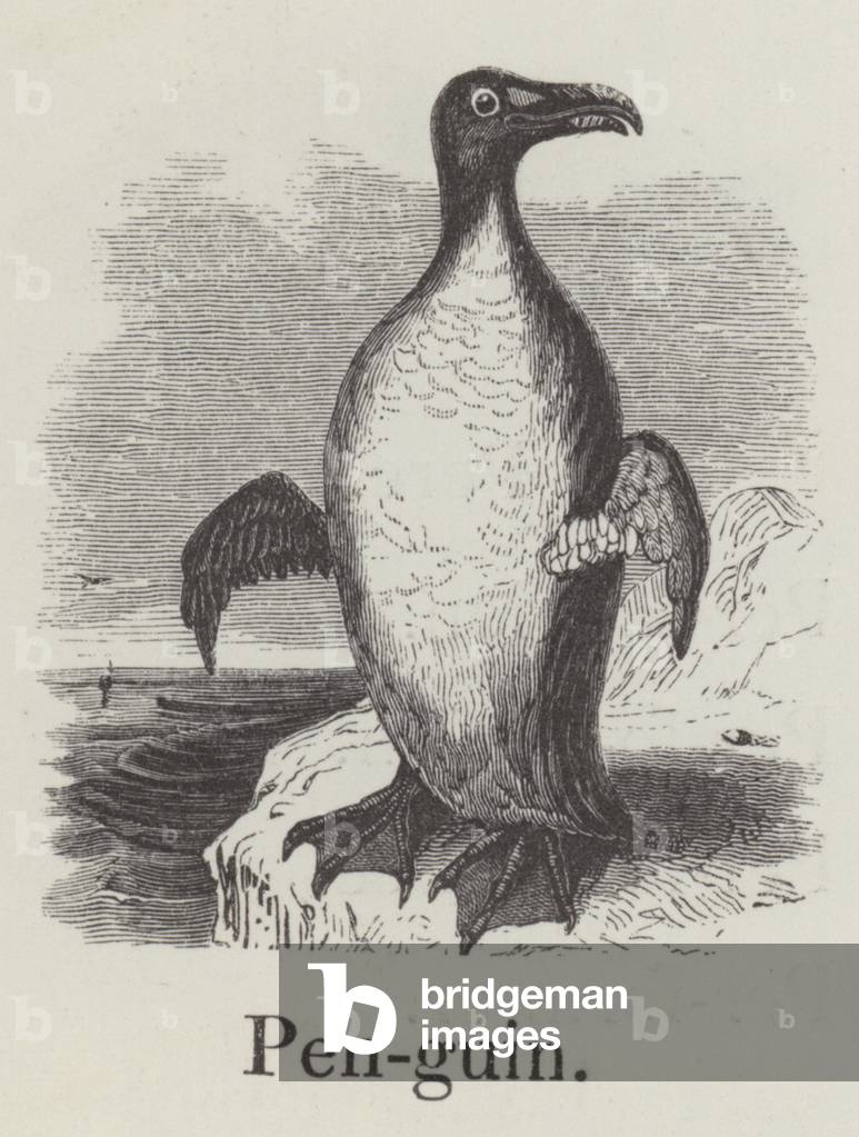 Penguin (engraving)
