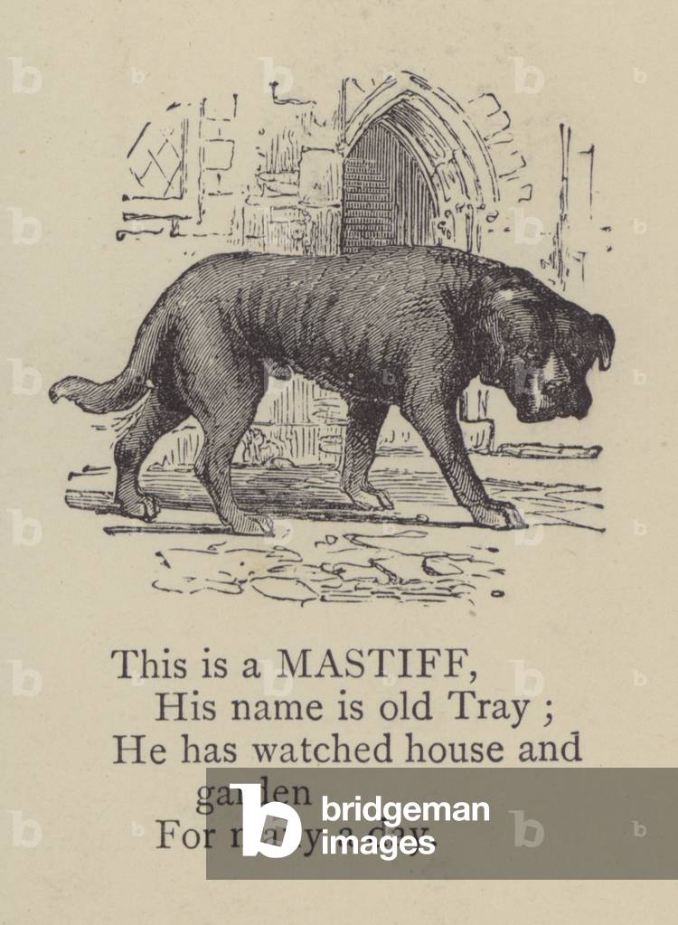 Mastiff (engraving)