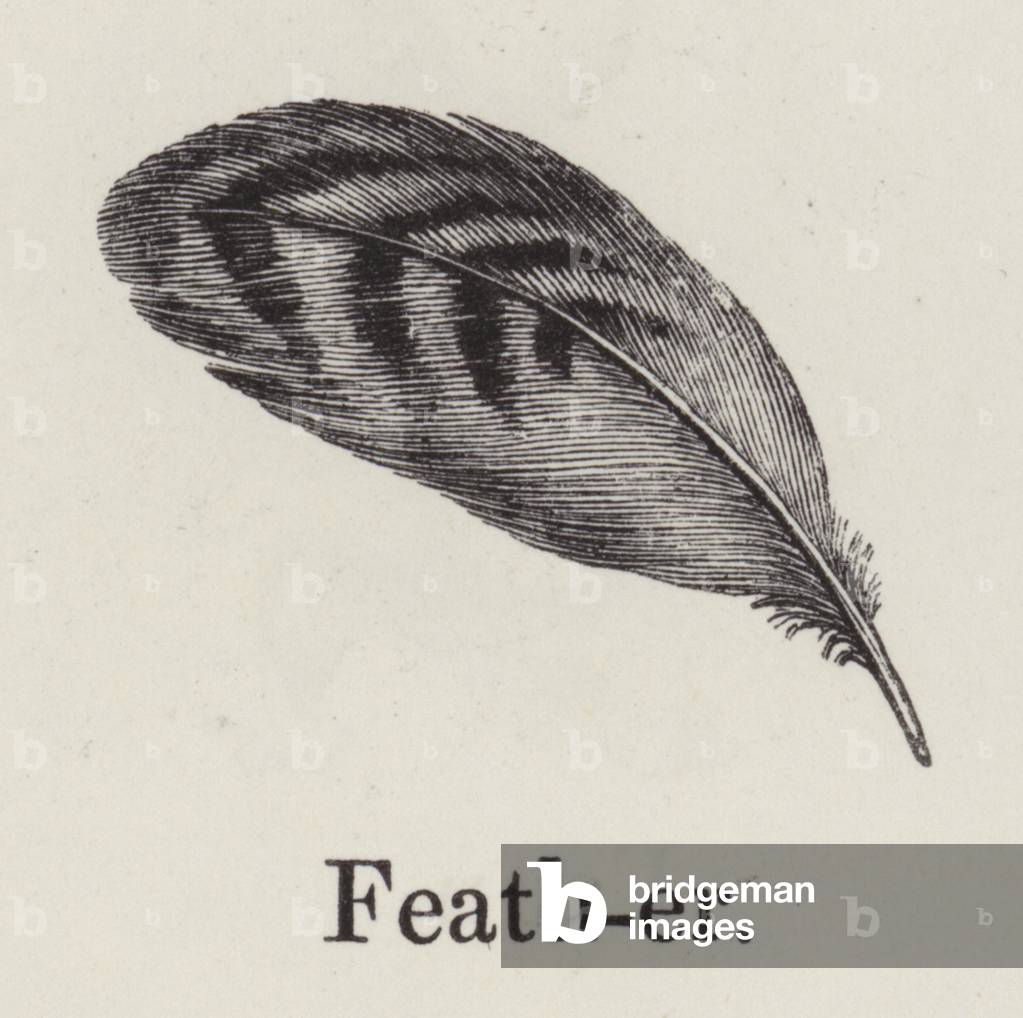 Feather (engraving)