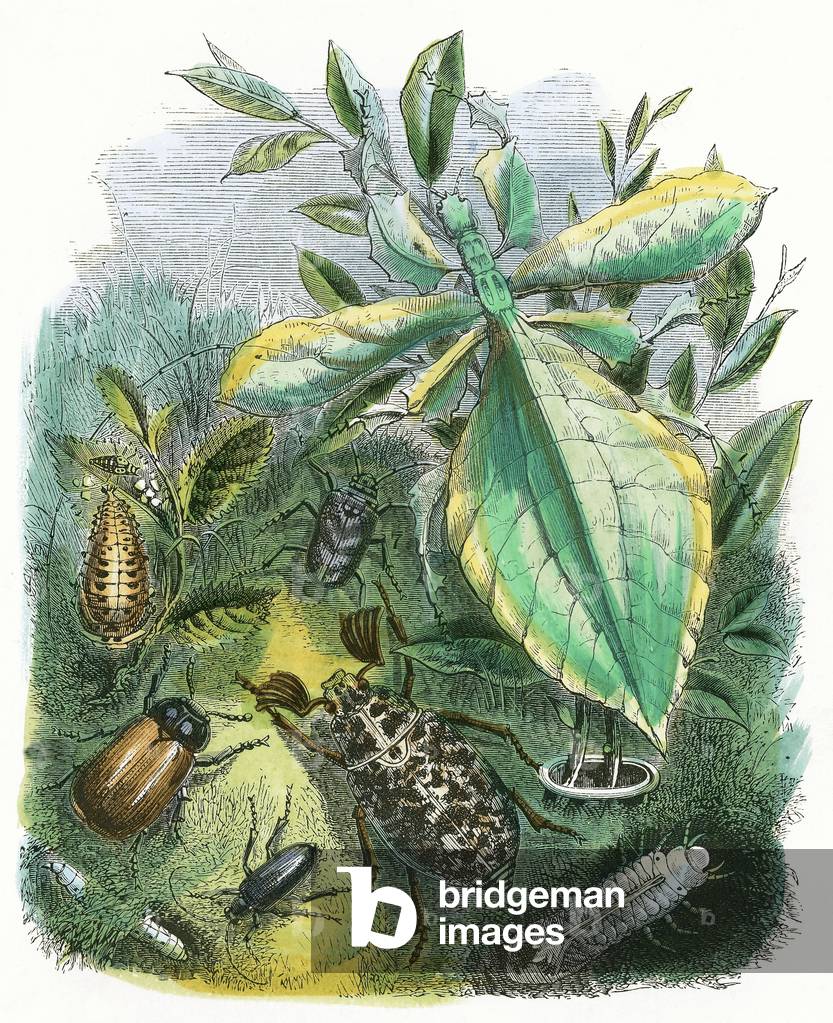 The Butterfly Vivarium