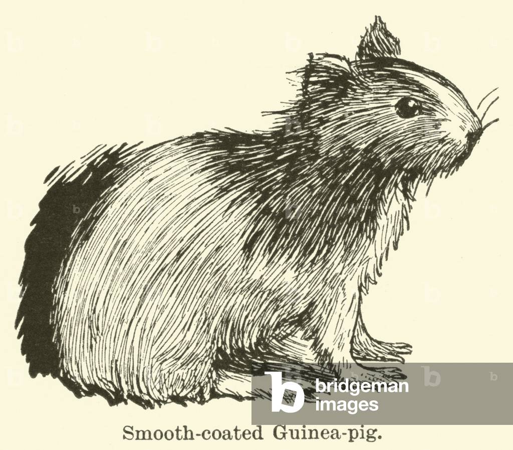 Smooth-coated Guinea-pig (engraving)