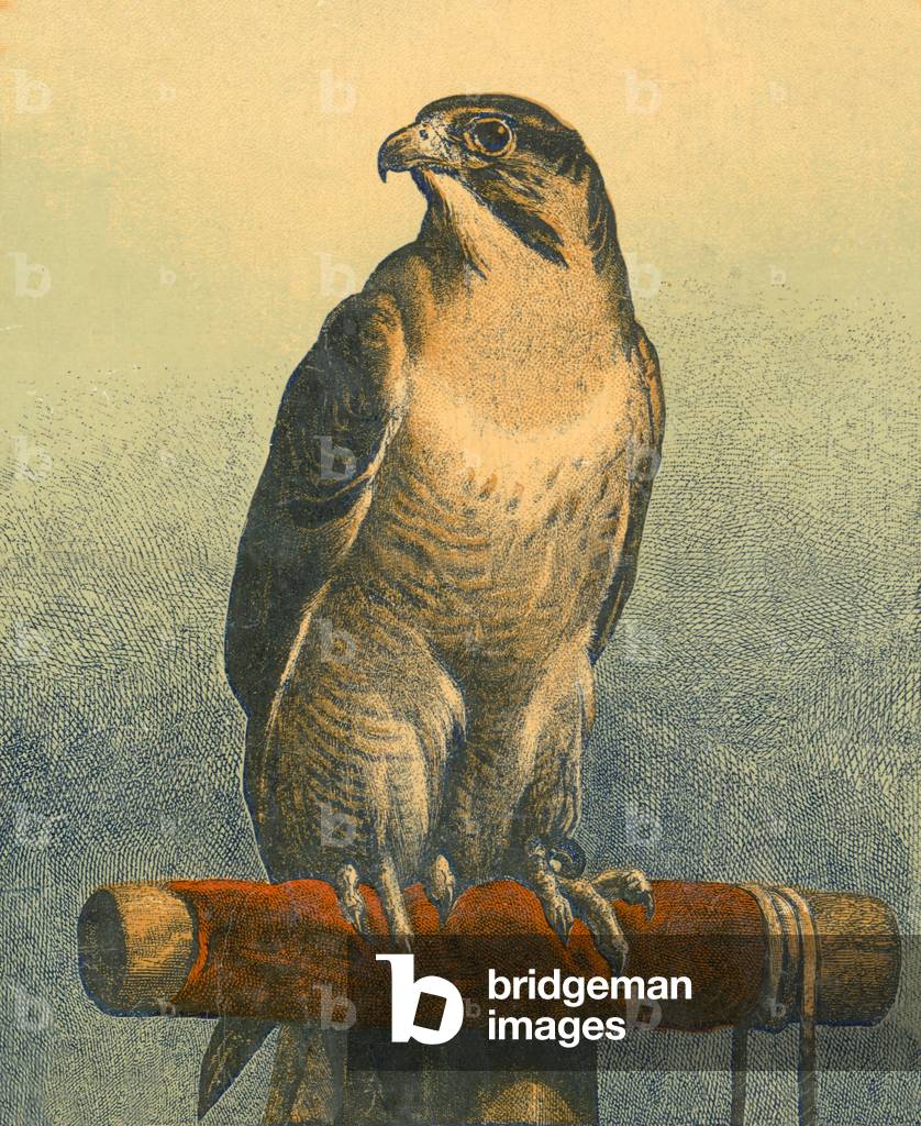 Falcon