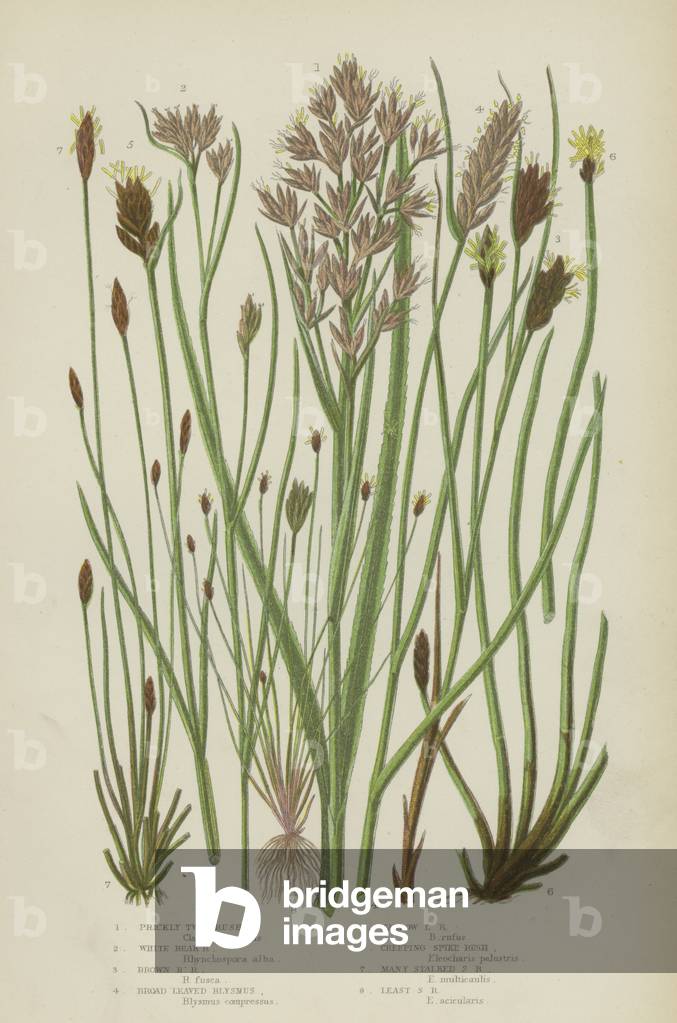 Prickly Twig Rush, White Beak Rush, Brown Beak Rush, Broad Leaved Blysmus, Narrow Leaved Blysmus  (colour litho)