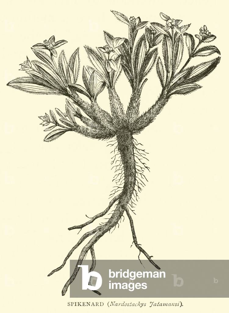Spikenard, Nardostachys Jatamansi (engraving)