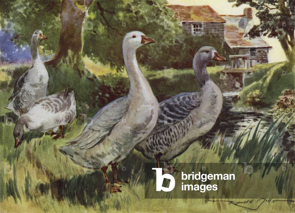 Illustration for My Farm (colour litho)