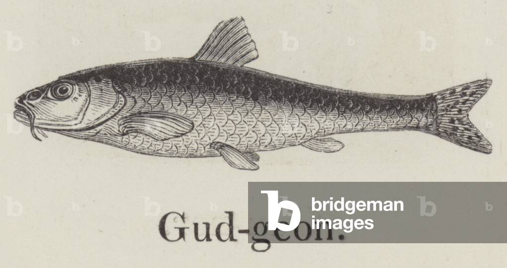 Gudgeon (engraving)