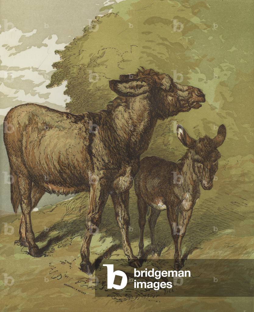 Ass and foal (colour litho)