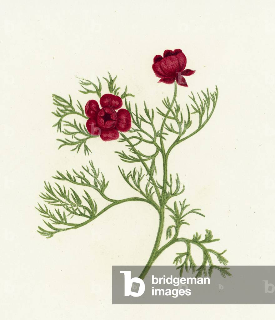 Pheasant's Eye, Adonis Autumnalis (colour litho)