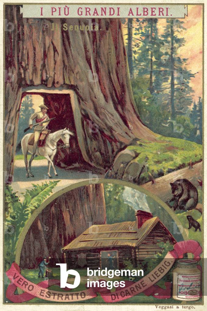 Giant Sequoia tree (chromolitho)