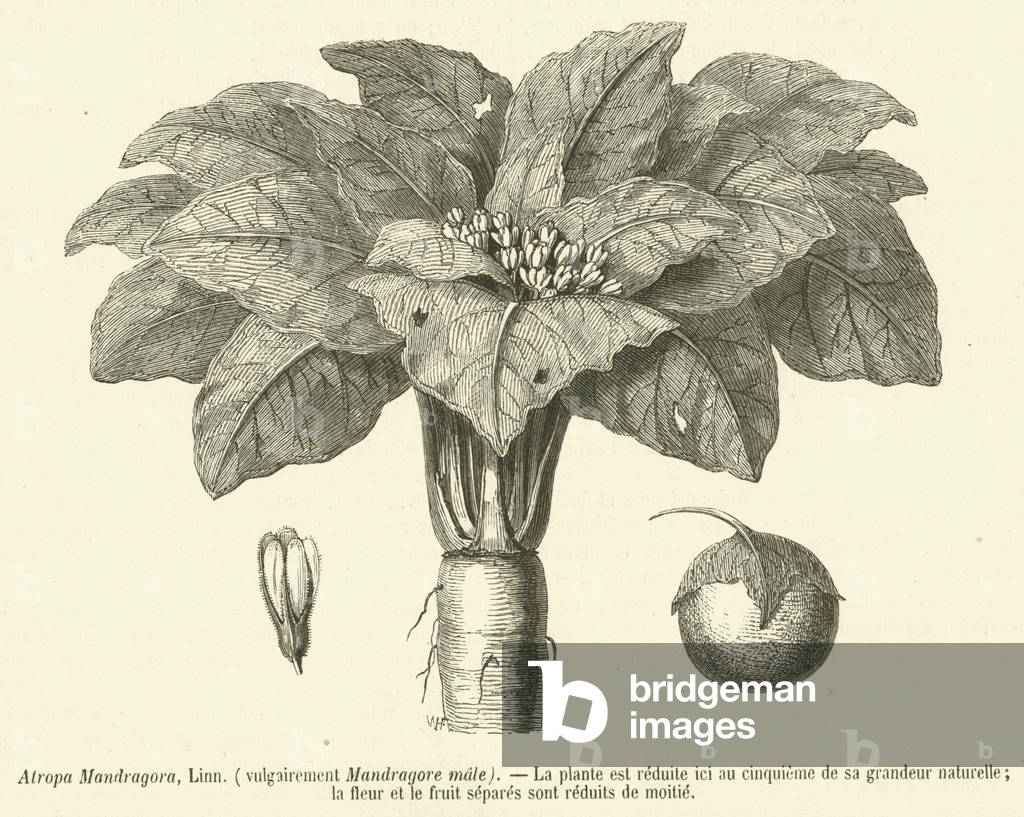 Atropa Mandragora, Linn, vulgairement Mandragore male (engraving)