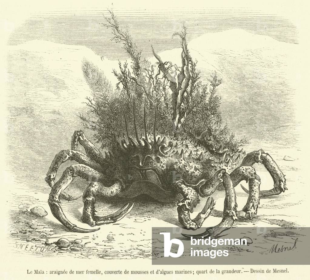 Le Maia, araignee de mer femelle, couverte de mousses et d'algues marines, quart de la grandeur (engraving)