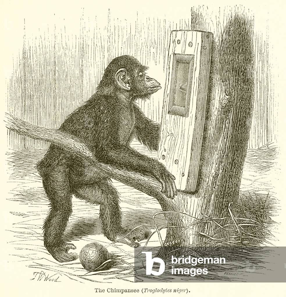 The Chimpansee (Troglodytes Niger) (engraving)