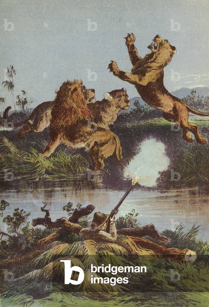 Lion hunting at night (colour litho)