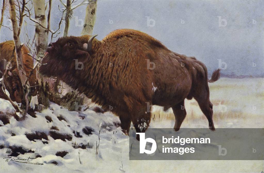 European Bison (colour litho)