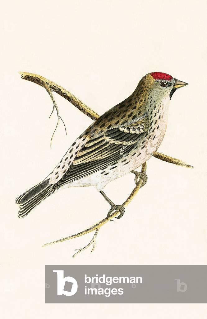 Holboll's Redpole 19th by English Artist