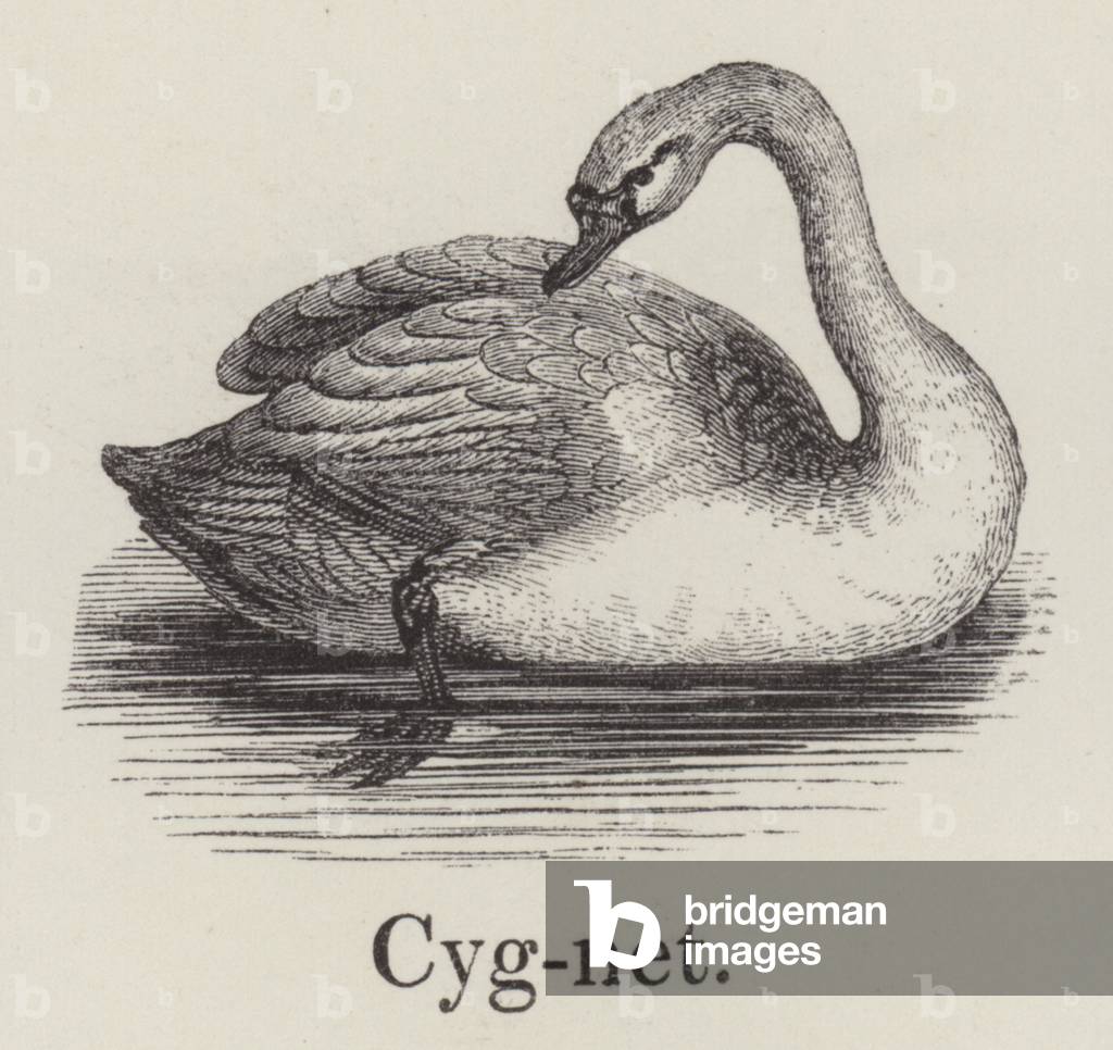 Cygnet (engraving)