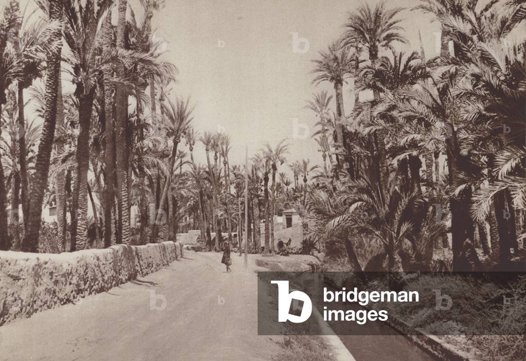 Irrigation of a huerta (garden), Elche, Spain (b/w photo)