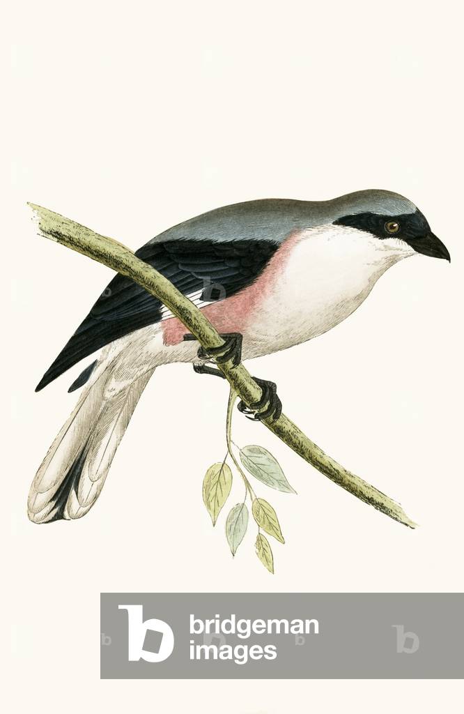 Lesser Grey Shrike, illustration from 'A History of the Birds of Europe Not Observed in the British Isles' by Charles Robert Bree (1811-86), published 1867 (colour litho)