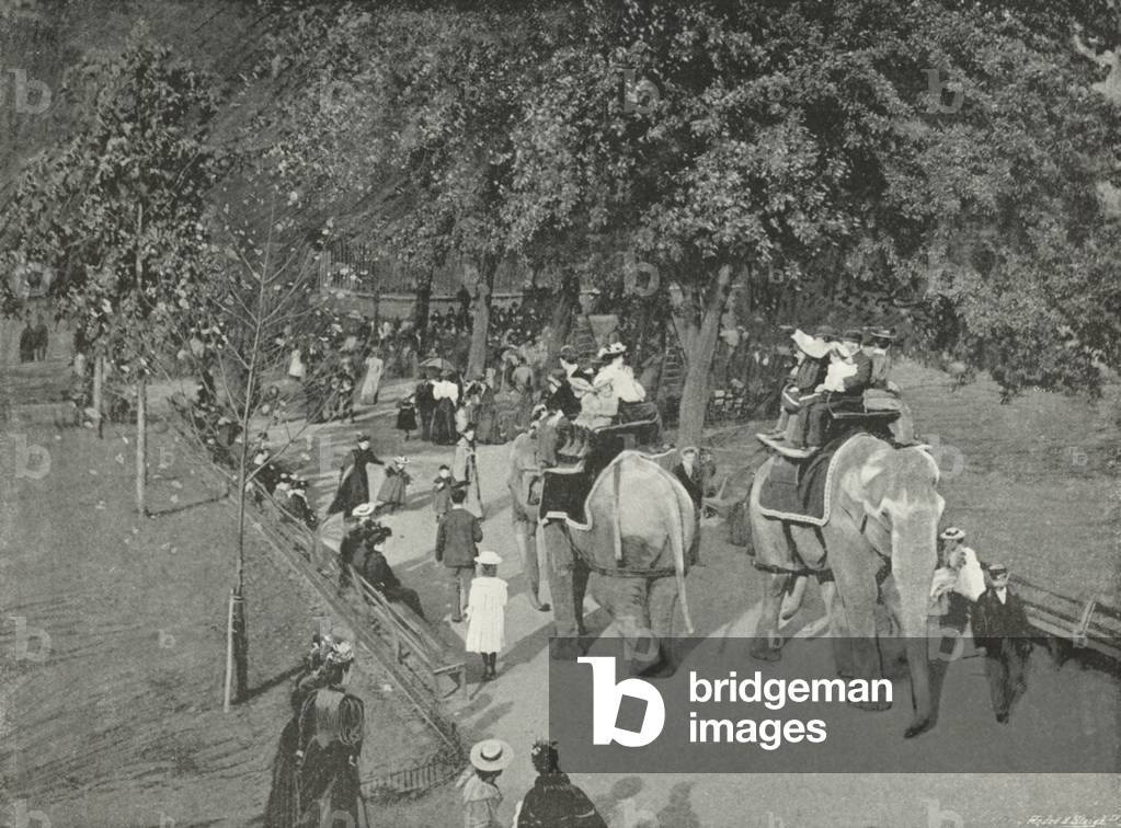 Scene in the Zoological Gardens (b/w photo)