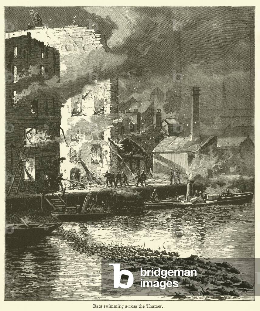 Rats swimming across the Thames (engraving)