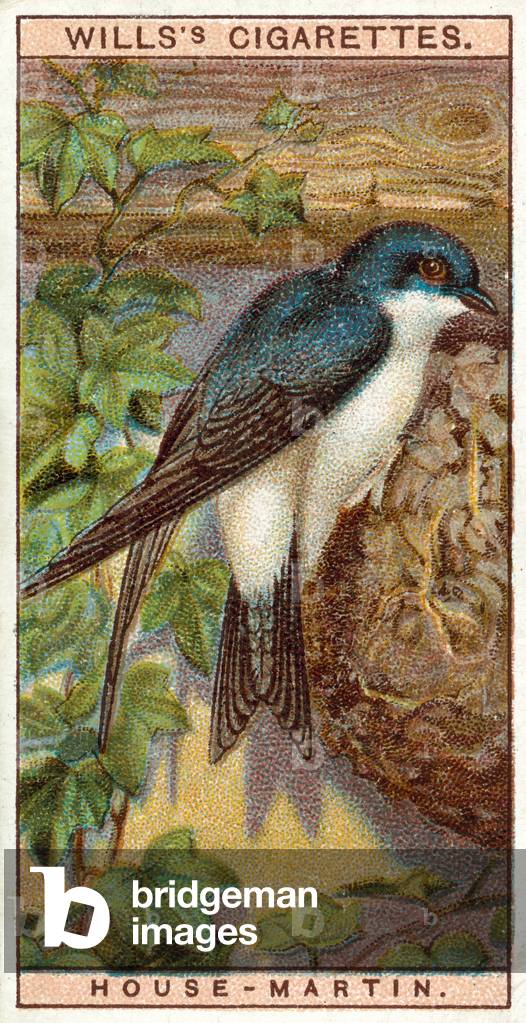 House-Martin (chromolitho)