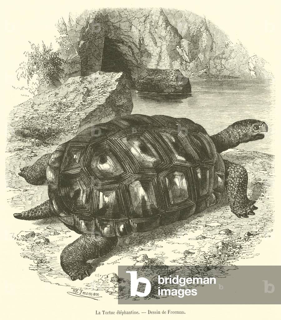 La Tortue elephantine (engraving)