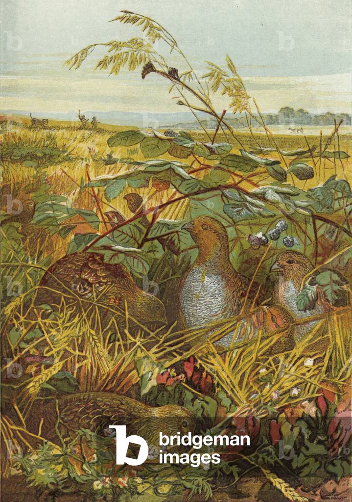 September and October, game birds (chromolitho)