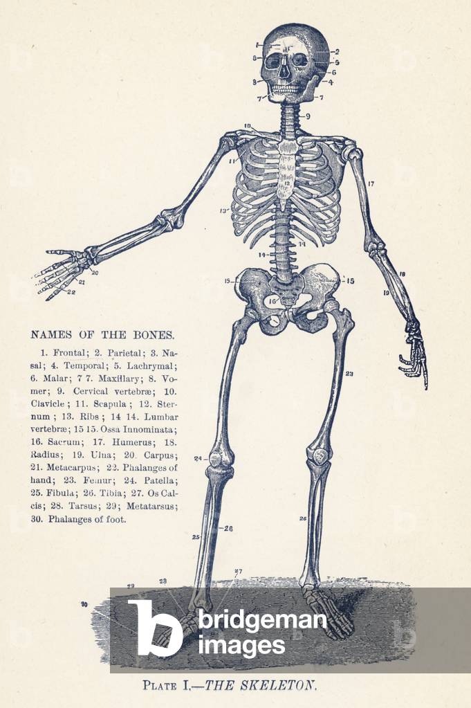The Skeleton (engraving)