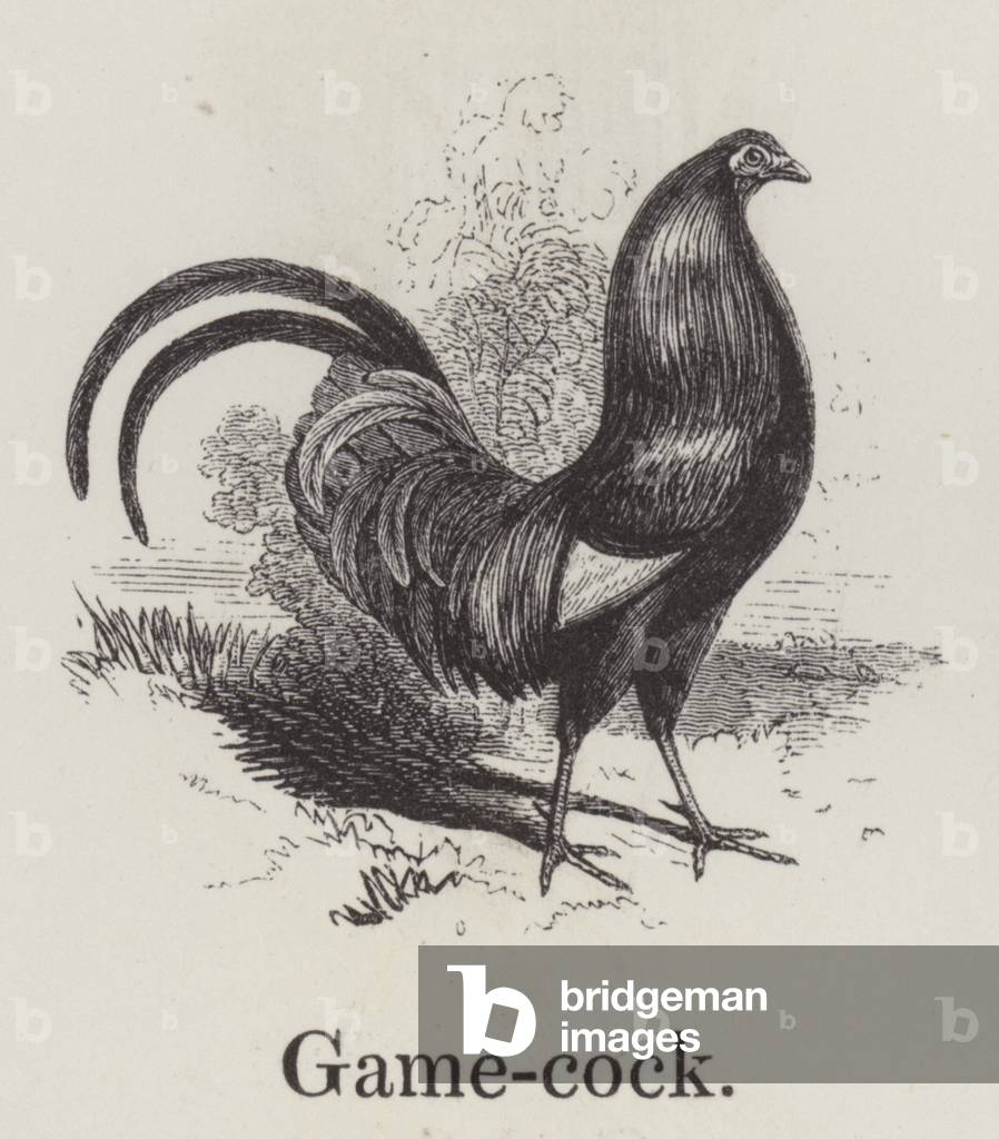 Gamecock (engraving)
