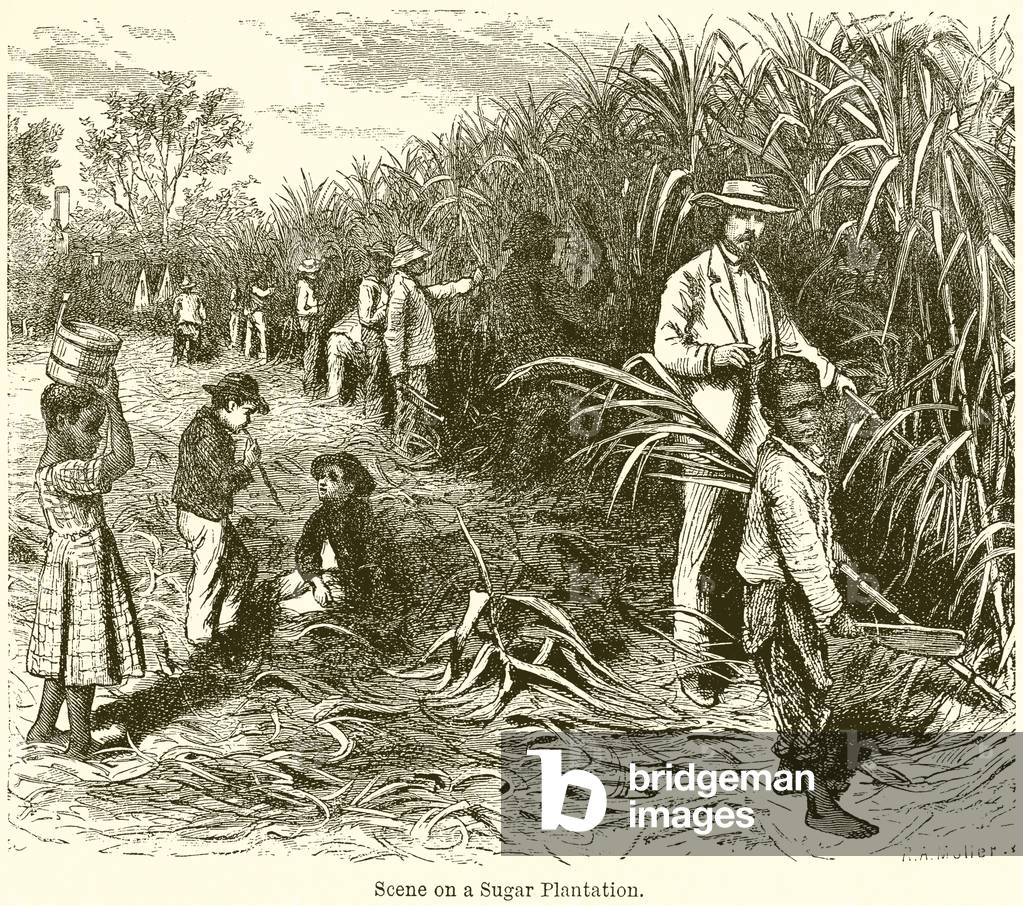 Scene on a Sugar Plantation (engraving)